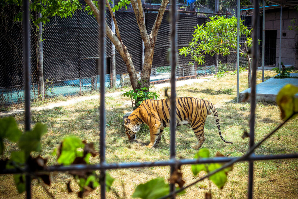 Tiger in a cage at the zoo in Koh Samui -- The Luxury Signature