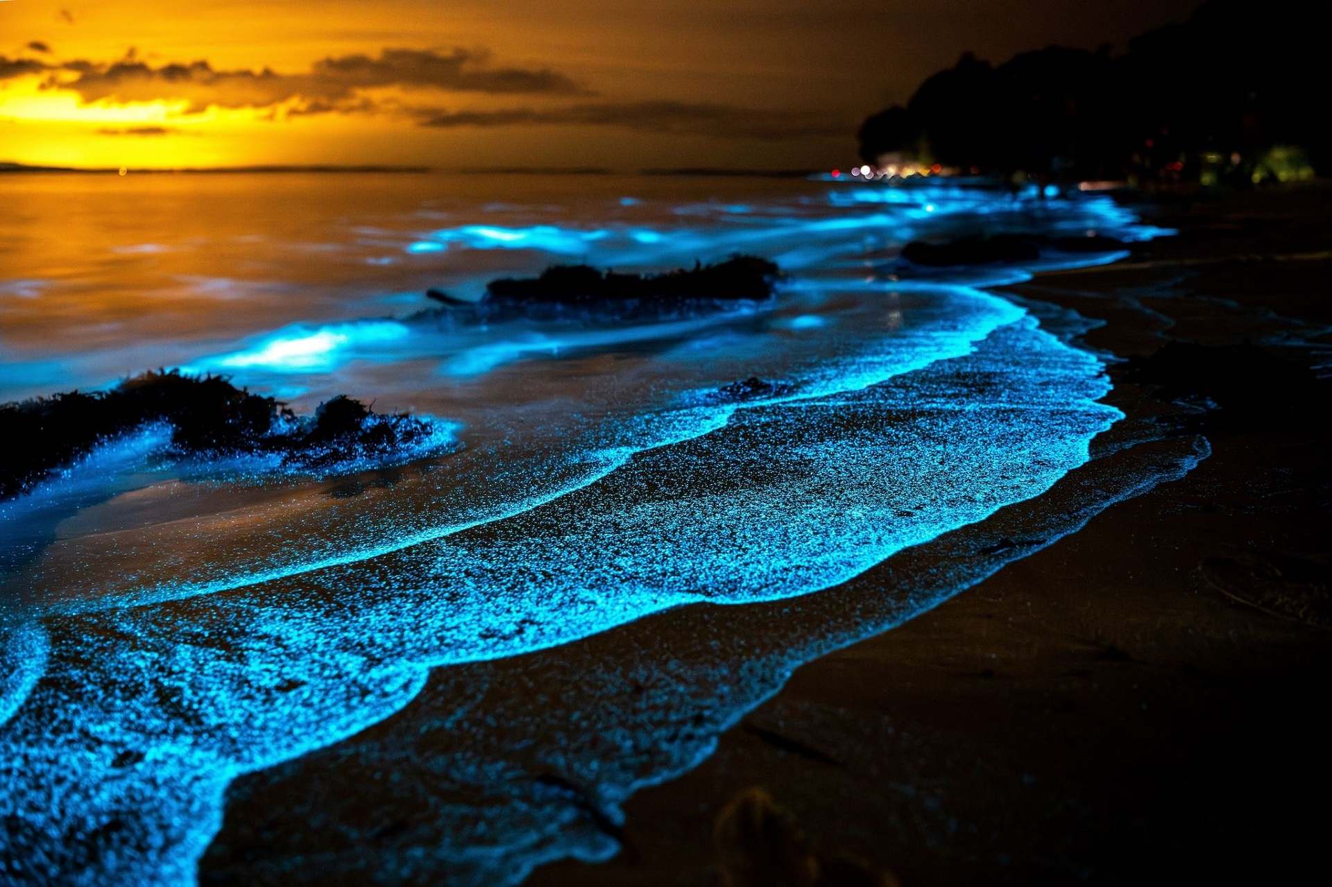 Bioluminescent Waters in Koh Samui