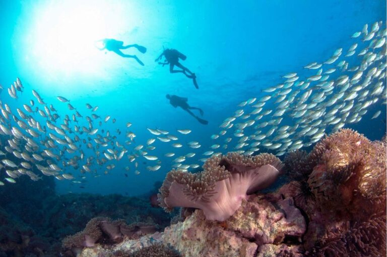 Koh Tao A Scuba Diving Paradise in Koh Samui