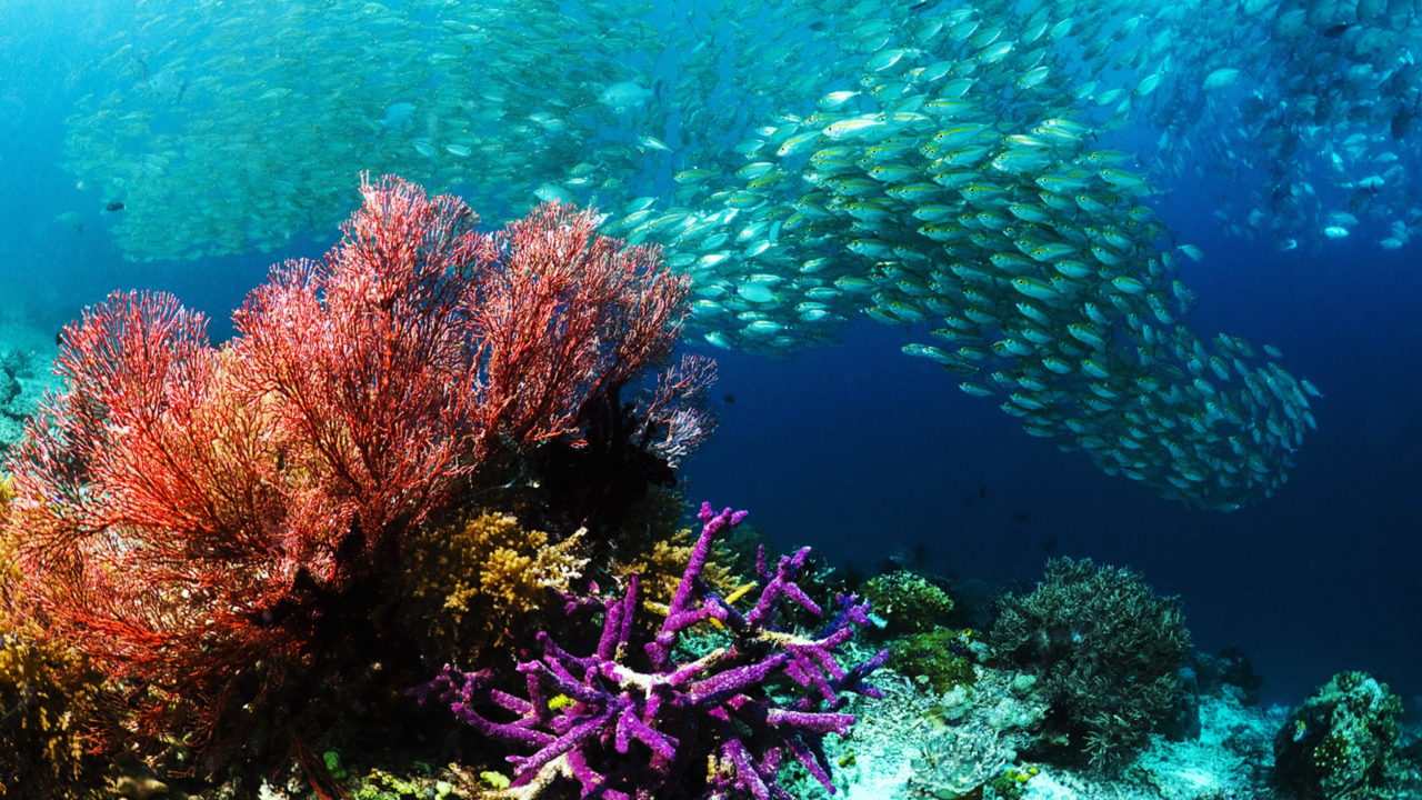 A Diverse and Dynamic Marine Life Within Phuket's Oceans
